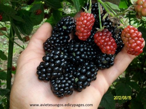 Gervuogės, avietės