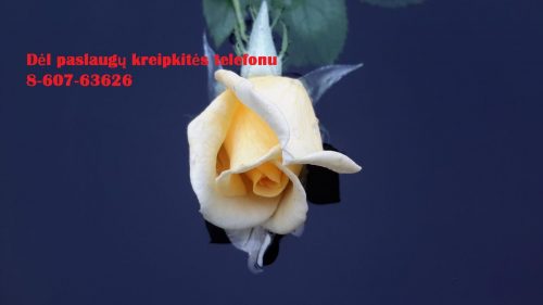 Profesionali ir konfidenciali pagalba studentams, doktorantams