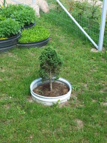 Metalinė užtvarėlė medeliams, krūmams, gėlynams