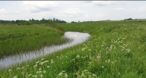 Parduodamas 260 arų sklypas su leidimu projektuoti sodybą
