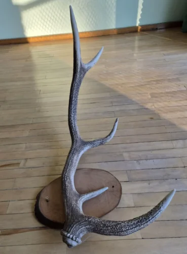 Interjero akcentas ragai 87 cm, 4 atšakos